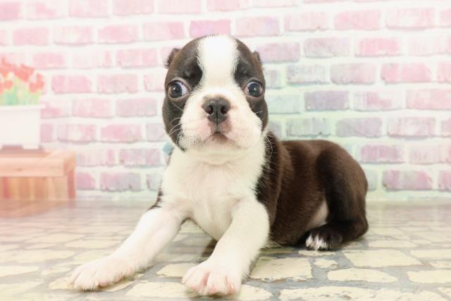 神奈川県のボストンテリア (Coo&RIKU相模原店/2025年6月15日生まれ/男の子/ボストンカラー)の子犬の2枚目の画像