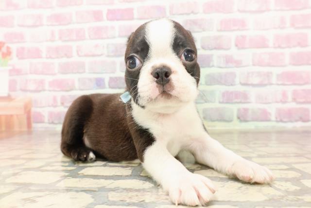 神奈川県のボストンテリア (Coo&RIKU相模原店/2025年6月15日生まれ/男の子/ボストンカラー)の子犬の3枚目の画像