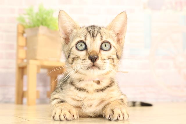 愛知県のベンガル (Coo&RIKU豊橋店/2025年6月11日生まれ/女の子/ブラウンスポットタビー)の子猫の1枚目の画像