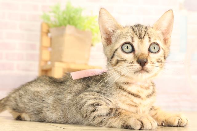 愛知県のベンガル (Coo&RIKU豊橋店/2025年6月11日生まれ/女の子/ブラウンスポットタビー)の子猫の2枚目の画像