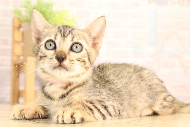愛知県のベンガル (Coo&RIKU豊橋店/2025年6月11日生まれ/女の子/ブラウンスポットタビー)の子猫の3枚目の画像