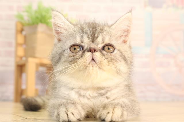 愛知県のエキゾチック (Coo&RIKU東海店/2025年6月14日生まれ/女の子/シルバータビー)の子猫の1枚目の画像