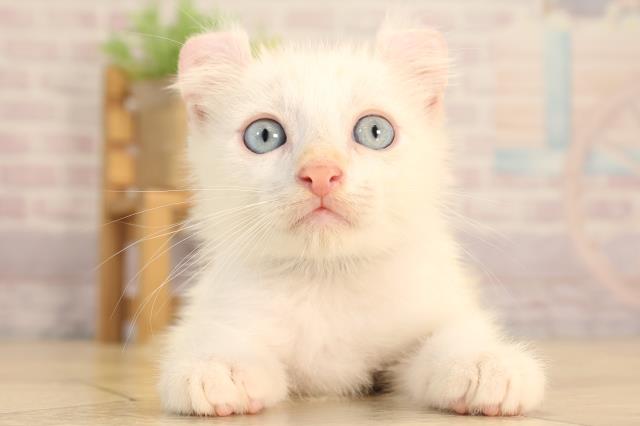 愛知県のアメリカンカール (Coo&RIKU豊橋店/2025年6月15日生まれ/男の子/クリーム)の子猫の1枚目の画像