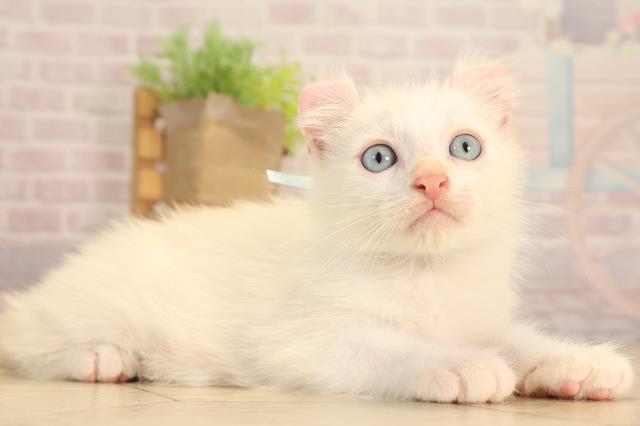 愛知県のアメリカンカール (Coo&RIKU豊橋店/2025年6月15日生まれ/男の子/クリーム)の子猫の2枚目の画像