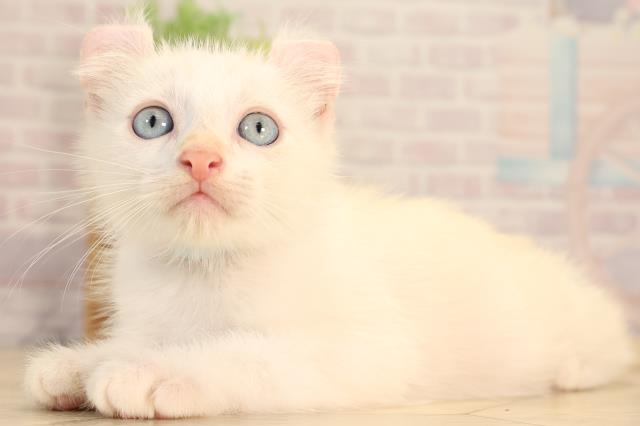 愛知県のアメリカンカール (Coo&RIKU豊橋店/2025年6月15日生まれ/男の子/クリーム)の子猫の3枚目の画像