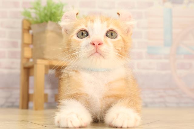愛知県のアメリカンカール (Coo&RIKU東海店/2025年6月15日生まれ/男の子/レッドタビーホワイト)の子猫の1枚目の画像