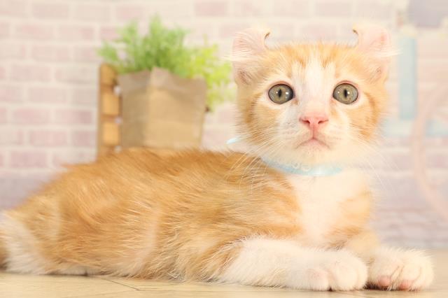 愛知県のアメリカンカール (Coo&RIKU東海店/2025年6月15日生まれ/男の子/レッドタビーホワイト)の子猫の2枚目の画像
