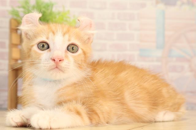 愛知県のアメリカンカール (Coo&RIKU東海店/2025年6月15日生まれ/男の子/レッドタビーホワイト)の子猫の3枚目の画像