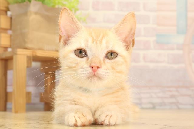 愛知県のマンチカン (Coo&RIKU名古屋滝ノ水店/2025年5月18日生まれ/男の子/レッドタビー)の子猫の1枚目の画像