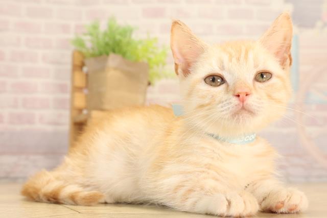 愛知県のマンチカン (Coo&RIKU名古屋滝ノ水店/2025年5月18日生まれ/男の子/レッドタビー)の子猫の2枚目の画像