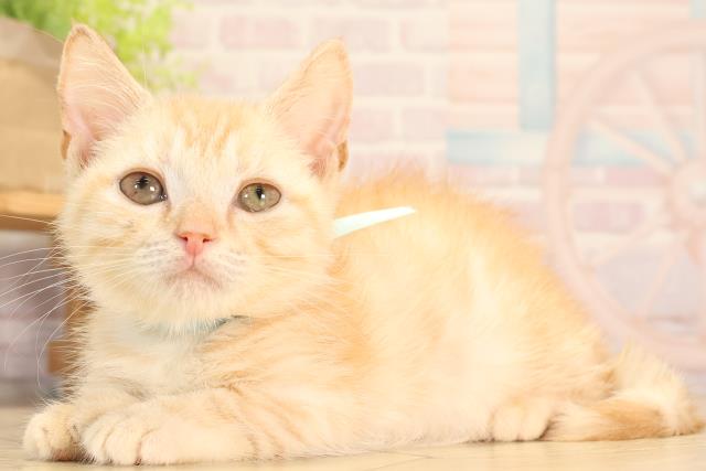 愛知県のマンチカン (Coo&RIKU名古屋滝ノ水店/2025年5月18日生まれ/男の子/レッドタビー)の子猫の3枚目の画像