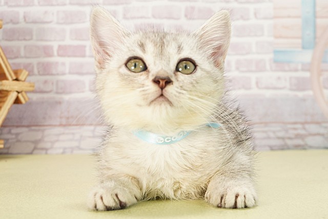 三重県のミヌエット (Coo&RIKU津高茶屋店/2025年6月6日生まれ/男の子/シルバータビー)の子猫の1枚目の画像