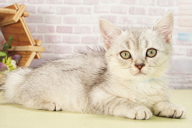 三重県のミヌエット (Coo&RIKU津高茶屋店/2025年6月6日生まれ/男の子/シルバータビー)の子猫の2枚目の画像