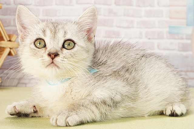 三重県のミヌエット (Coo&RIKU津高茶屋店/2025年6月6日生まれ/男の子/シルバータビー)の子猫の3枚目の画像