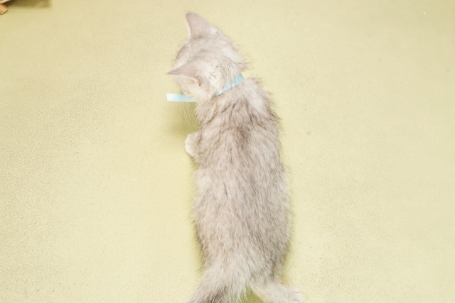 三重県のミヌエット (Coo&RIKU津高茶屋店/2025年6月6日生まれ/男の子/シルバータビー)の子猫の4枚目の画像