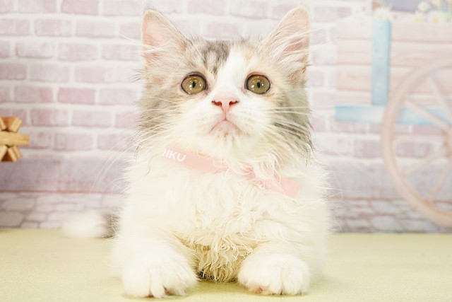愛知県のラガマフィン (Coo&RIKU半田店/2025年5月19日生まれ/女の子/ダイリュートキャリコ)の子猫の1枚目の画像