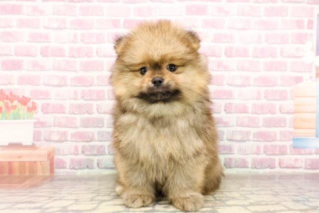 岩手県のポメラニアン (Coo&RIKU一関店/2025年6月10日生まれ/男の子/オレンジ)の子犬