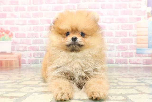 埼玉県のポメラニアン (Coo&RIKUアニマルケアセンター大宮/2025年6月13日生まれ/男の子/オレンジ)の子犬の1枚目の画像