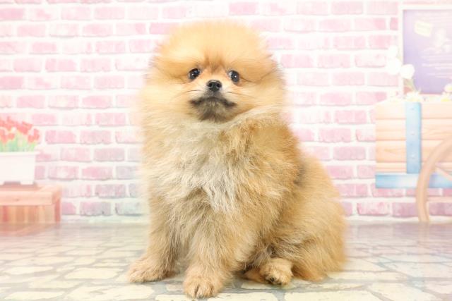 埼玉県のポメラニアン (Coo&RIKUアニマルケアセンター大宮/2025年6月13日生まれ/男の子/オレンジ)の子犬の2枚目の画像