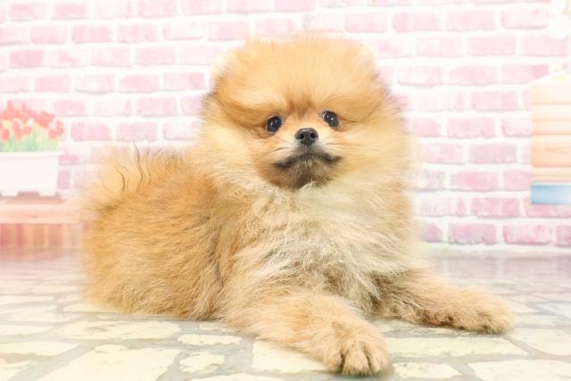 埼玉県のポメラニアン (Coo&RIKUアニマルケアセンター大宮/2025年6月13日生まれ/男の子/オレンジ)の子犬の3枚目の画像