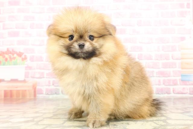 東京都のポメラニアン (Coo&RIKU池袋西口店/2025年6月13日生まれ/女の子/オレンジ)の子犬の2枚目の画像