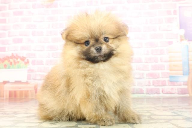 東京都のポメラニアン (Coo&RIKU池袋西口店/2025年6月13日生まれ/女の子/オレンジ)の子犬の3枚目の画像