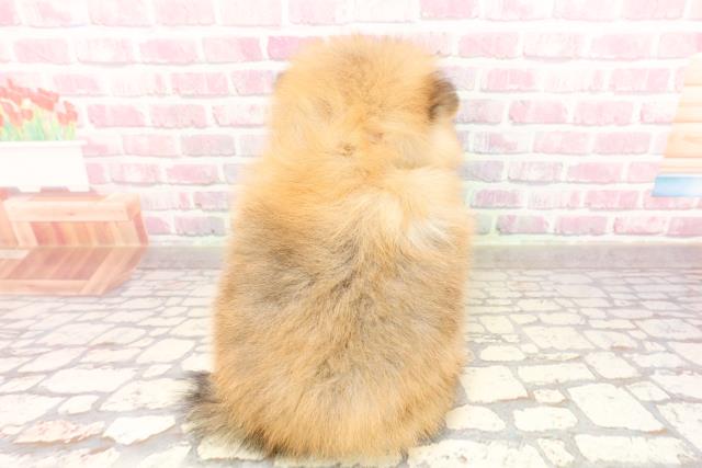 東京都のポメラニアン (Coo&RIKU池袋西口店/2025年6月13日生まれ/女の子/オレンジ)の子犬の4枚目の画像