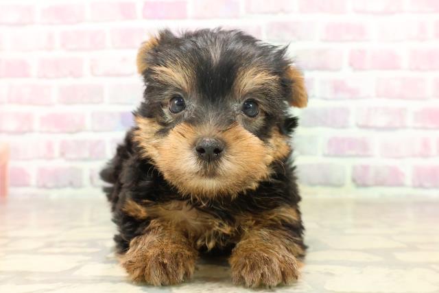 神奈川県のヨークシャーテリア (Coo&RIKU日吉店/2025年6月17日生まれ/男の子/スチールブルータン)の子犬の1枚目の画像