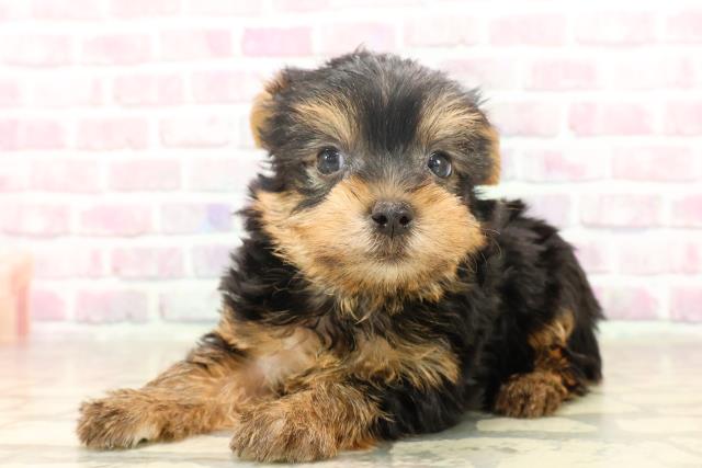 神奈川県のヨークシャーテリア (Coo&RIKU日吉店/2025年6月17日生まれ/男の子/スチールブルータン)の子犬の2枚目の画像