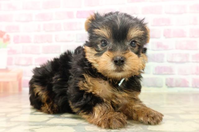 神奈川県のヨークシャーテリア (Coo&RIKU日吉店/2025年6月17日生まれ/男の子/スチールブルータン)の子犬の3枚目の画像