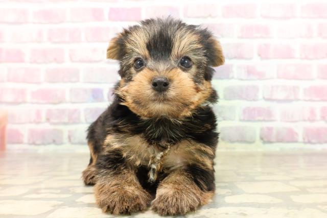 東京都のヨークシャーテリア (Coo&RIKU足立本店/2025年6月17日生まれ/男の子/スチールブルータン)の子犬
