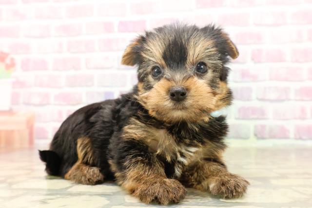 東京都のヨークシャーテリア (Coo&RIKU足立本店/2025年6月17日生まれ/男の子/スチールブルータン)の子犬の3枚目の画像