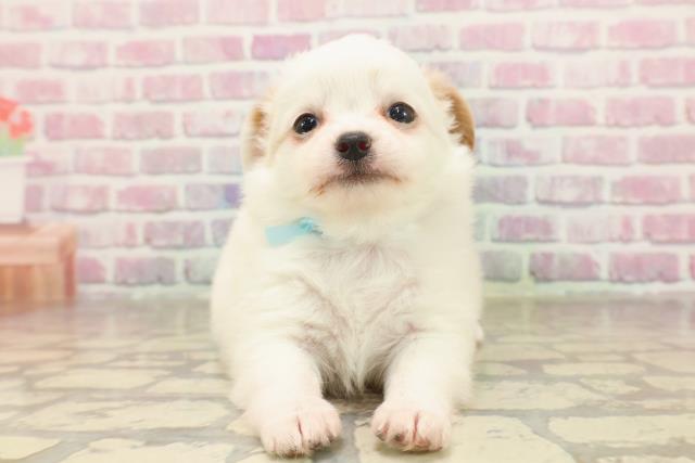 埼玉県のチワワ(ロング) (Coo&RIKU所沢店/2025年6月16日生まれ/男の子/ホワイトレッド)の子犬の1枚目の画像