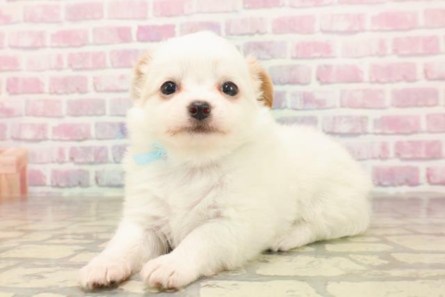 埼玉県のチワワ(ロング) (Coo&RIKU所沢店/2025年6月16日生まれ/男の子/ホワイトレッド)の子犬の2枚目の画像