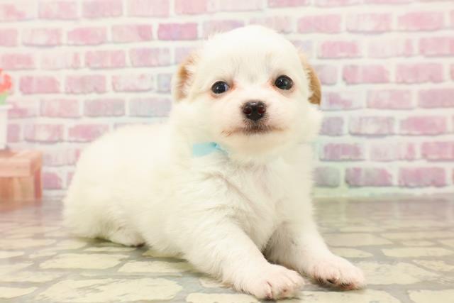 埼玉県のチワワ(ロング) (Coo&RIKU所沢店/2025年6月16日生まれ/男の子/ホワイトレッド)の子犬の3枚目の画像