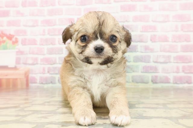 神奈川県のチワワ(ロング) (Coo&RIKU日吉店/2025年6月16日生まれ/女の子/フォーンホワイト)の子犬の1枚目の画像