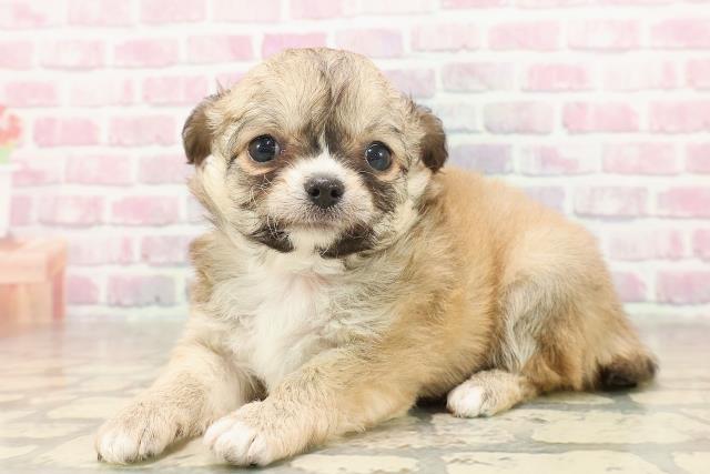 神奈川県のチワワ(ロング) (Coo&RIKU日吉店/2025年6月16日生まれ/女の子/フォーンホワイト)の子犬の2枚目の画像