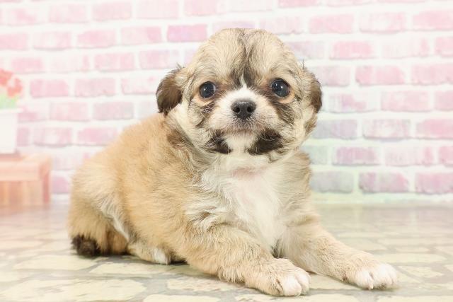 神奈川県のチワワ(ロング) (Coo&RIKU日吉店/2025年6月16日生まれ/女の子/フォーンホワイト)の子犬の3枚目の画像