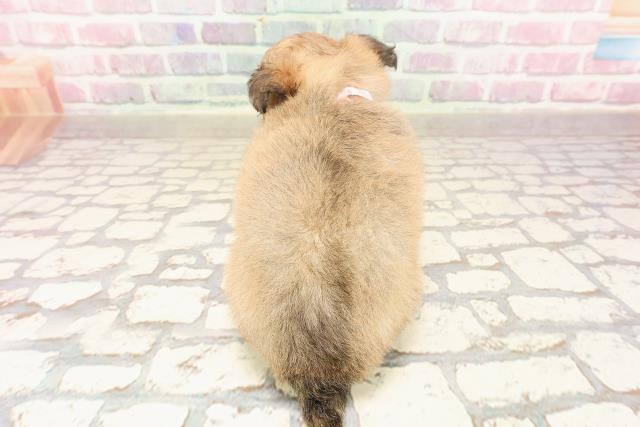 神奈川県のチワワ(ロング) (Coo&RIKU日吉店/2025年6月16日生まれ/女の子/フォーンホワイト)の子犬の4枚目の画像