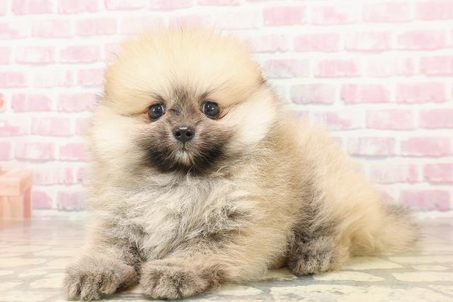 東京都のポメラニアン (Coo&RIKU足立本店/2025年6月17日生まれ/男の子/オレンジ)の子犬の2枚目の画像