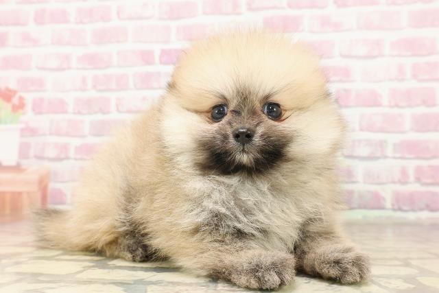 東京都のポメラニアン (Coo&RIKU足立本店/2025年6月17日生まれ/男の子/オレンジ)の子犬の3枚目の画像