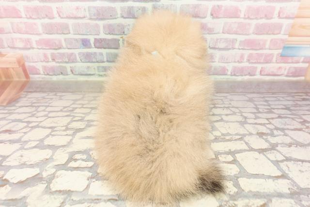東京都のポメラニアン (Coo&RIKU足立本店/2025年6月17日生まれ/男の子/オレンジ)の子犬の4枚目の画像