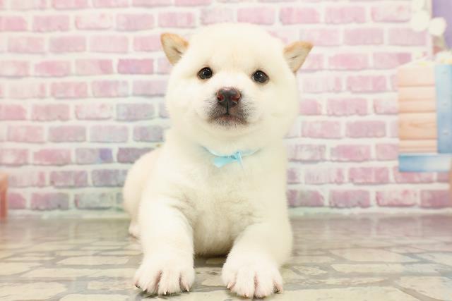 東京都の豆柴 (Coo&RIKU浅草店/2025年6月18日生まれ/男の子/白)の子犬