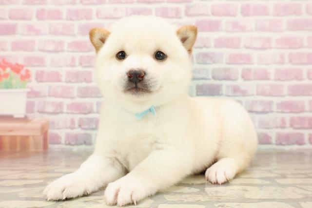 東京都の豆柴 (Coo&RIKU浅草店/2025年6月18日生まれ/男の子/白)の子犬の2枚目の画像