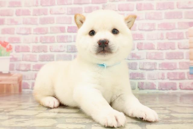 東京都の豆柴 (Coo&RIKU浅草店/2025年6月18日生まれ/男の子/白)の子犬の3枚目の画像