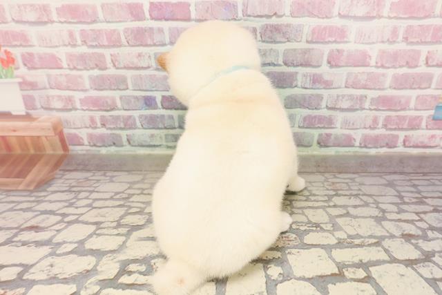 東京都の豆柴 (Coo&RIKU浅草店/2025年6月18日生まれ/男の子/白)の子犬の4枚目の画像