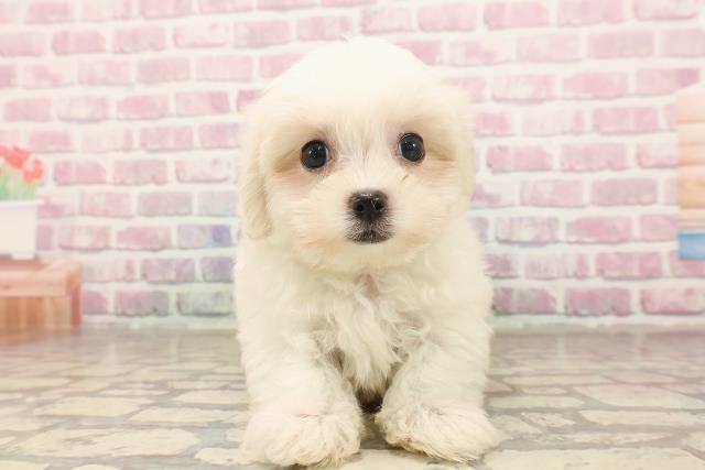 埼玉県のマルチーズ (Coo&RIKUアニマルケアセンター大宮/2025年6月16日生まれ/男の子/ホワイト)の子犬の1枚目の画像