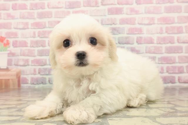 埼玉県のマルチーズ (Coo&RIKUアニマルケアセンター大宮/2025年6月16日生まれ/男の子/ホワイト)の子犬の2枚目の画像