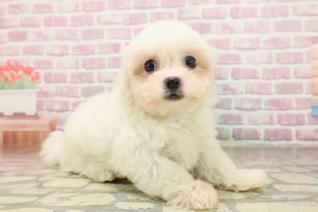 埼玉県のマルチーズ (Coo&RIKUアニマルケアセンター大宮/2025年6月16日生まれ/男の子/ホワイト)の子犬の3枚目の画像