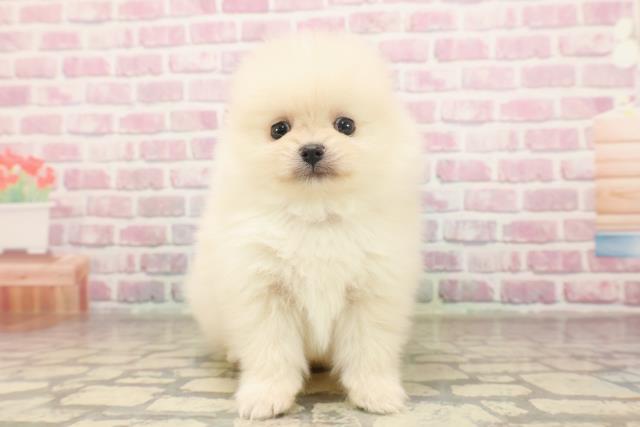 埼玉県のポメラニアン (Coo&RIKU川口戸塚店/2025年6月18日生まれ/男の子/クリーム)の子犬の1枚目の画像